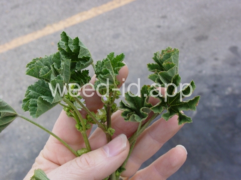 mallow, little